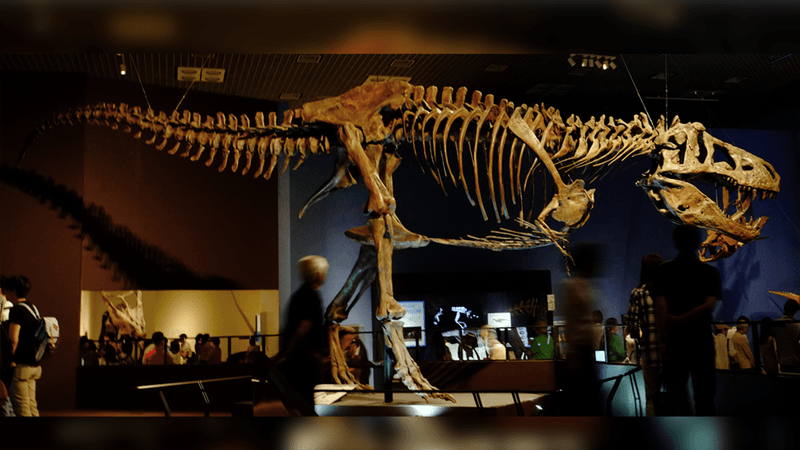 Replica of Scotty the largest T. rex ever found on display at the Royal Saskatchewan Museum.