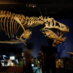 Replica of Scotty the largest T. rex ever found on display at the Royal Saskatchewan Museum.