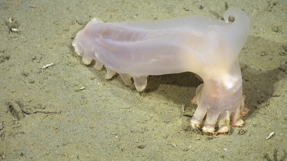 A sea pig (a type of deep-sea sea cucumber in genus of Scotoplanes) documented in the Mar del Plata submarine canyon in Argentina. A sea pig (a type of deep-sea sea cucumber in genus of Scotoplanes) documented in the Mar del Plata submarine canyon in Argentina.