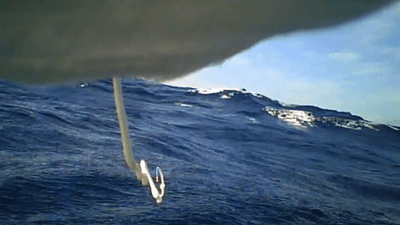 a camera strapped to a seabird shows it pooping in the air