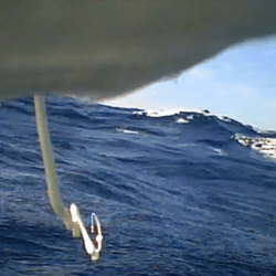 a camera strapped to a seabird shows it pooping in the air