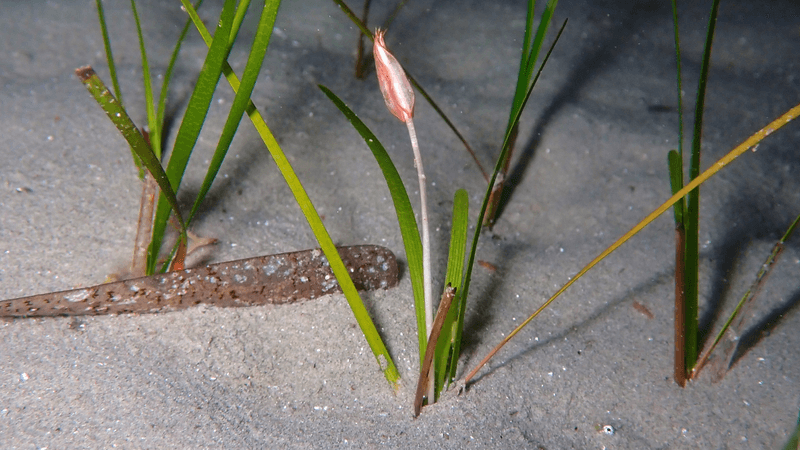 A blooming seagrass called Cymodocea nodosa in Corsica.