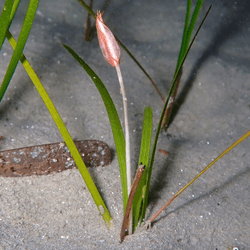 A blooming seagrass called Cymodocea nodosa in Corsica.