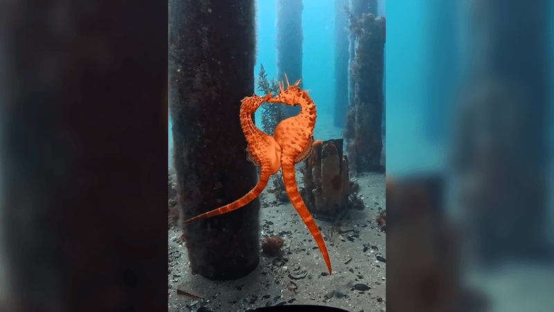 Two big-bellied seahorses pass eggs to each other underwater.