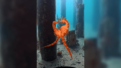 Two big-bellied seahorses pass eggs to each other underwater.
