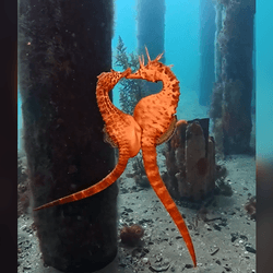 Two big-bellied seahorses pass eggs to each other underwater.