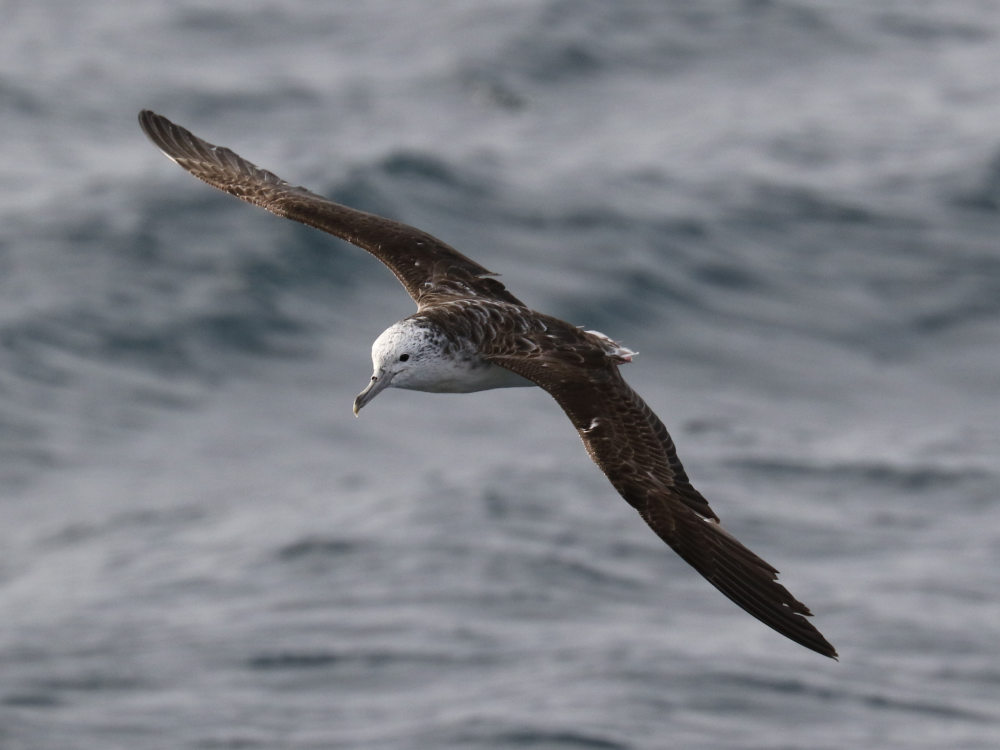 shearwater flying shearwater flying