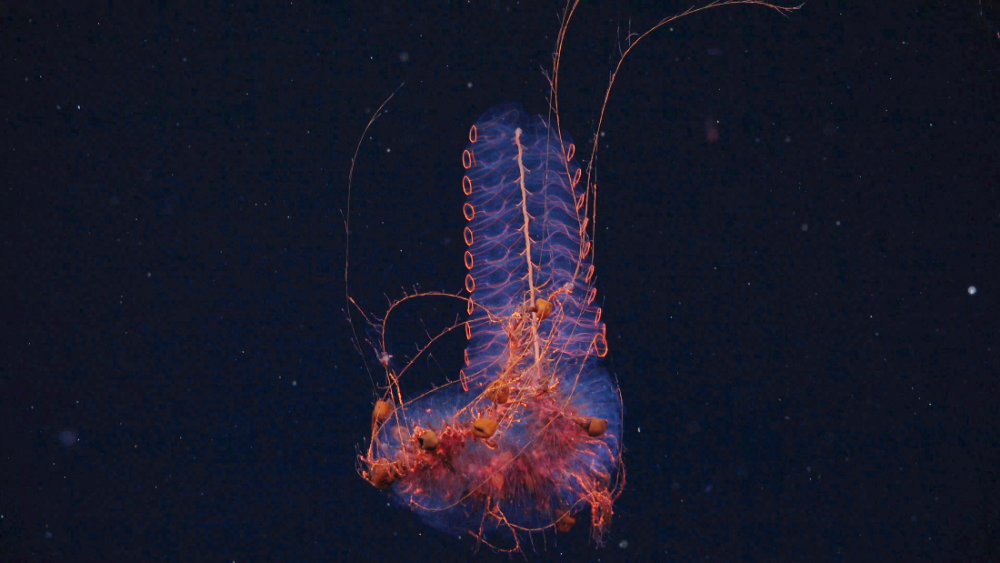 A siphonophore (or living chandelier, depending on who you ask) documented at 1250 meters deep in the Mar del Plata Canyon. A siphonophore (or living chandelier, depending on who you ask) documented at 1250 meters deep in the Mar del Plata Canyon.