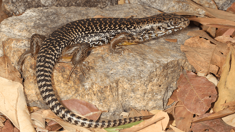 This major skink (Bellatorias frerei) had an ancestor who won the genetic lottery by experiencing the most powerful mutation against snake venom 