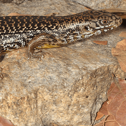 This major skink (Bellatorias frerei) had an ancestor who won the genetic lottery by experiencing the most powerful mutation against snake venom 