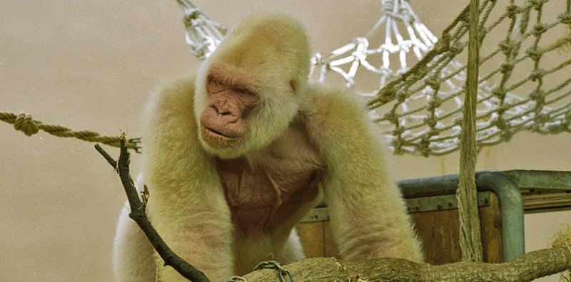 Snowflake, the only known gorilla with albinism, pictured here in Barcelona Zoo.  