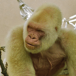 Snowflake, the only known gorilla with albinism, pictured here in Barcelona Zoo.  