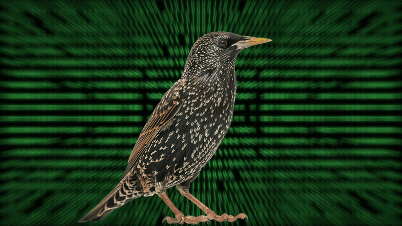 A starling on a background of binary code.
