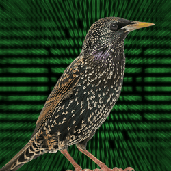 A starling on a background of binary code.