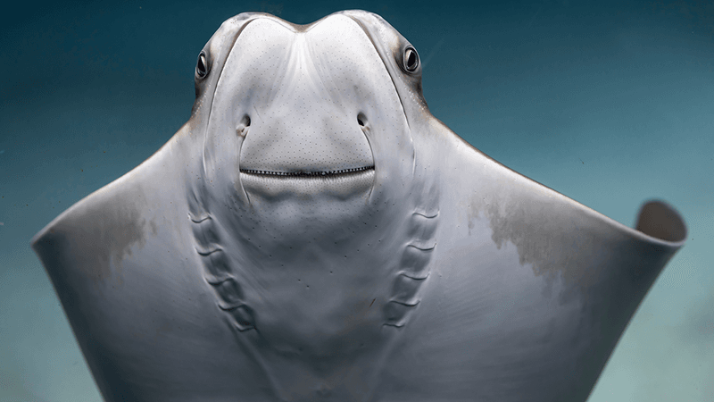 A stingray at an aquarium.