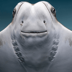 A stingray at an aquarium.