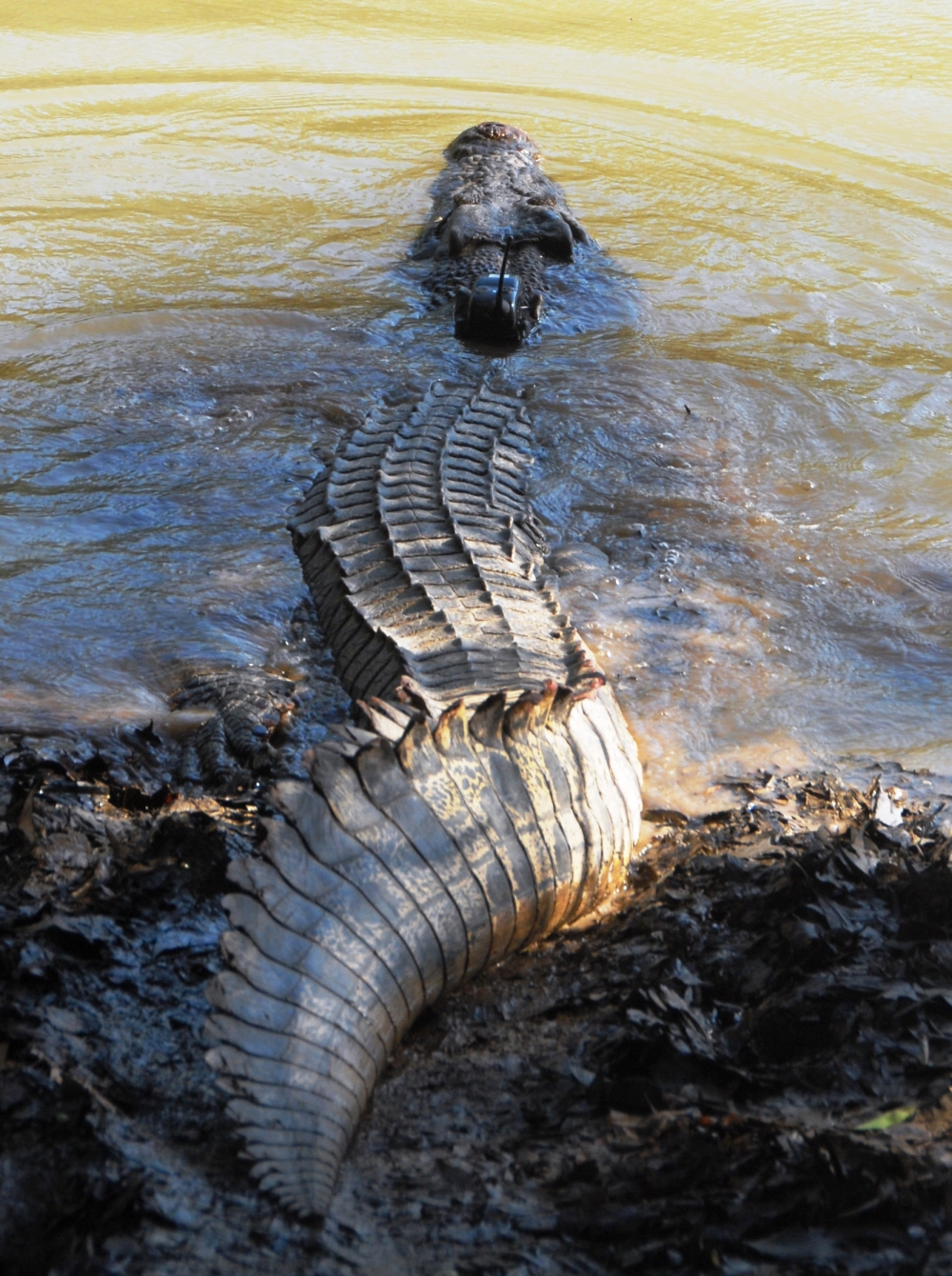 A 3.8 m male estuarine crocodile slips back into the water after a satellite transmitter was attached to monitor its behavioral movements. A 3.8 m male estuarine crocodile slips back into the water after a satellite transmitter was attached to monitor its behavioral movements.