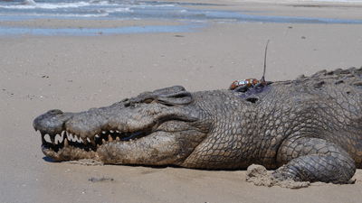 A 4.8 m male estuarine crocodile ready for release with satellite transmitter. This crocodile traveled over 590 km by sea.