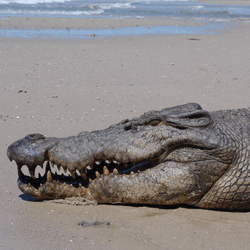 A 4.8 m male estuarine crocodile ready for release with satellite transmitter. This crocodile traveled over 590 km by sea.