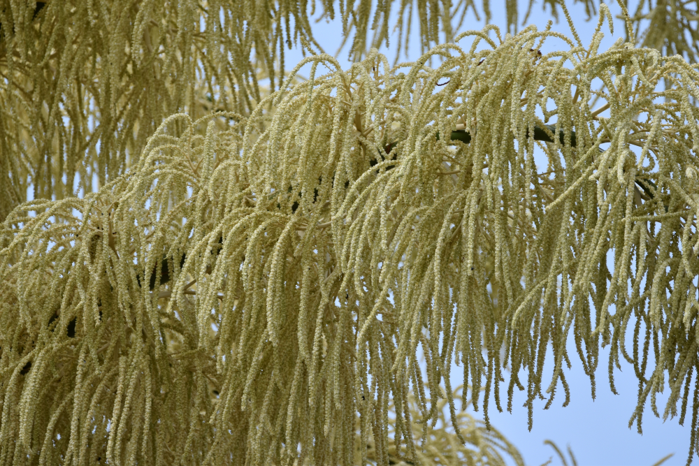 talipot palm is the largest branched inflorescence in the world