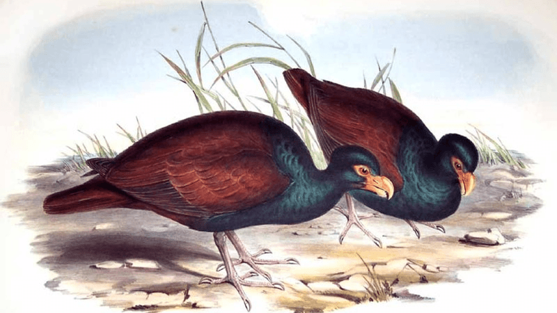 an illustration of two tooth-billed pigeons with big heads