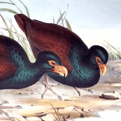 an illustration of two tooth-billed pigeons with big heads