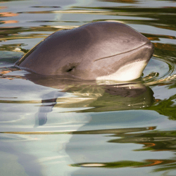 a vaquita