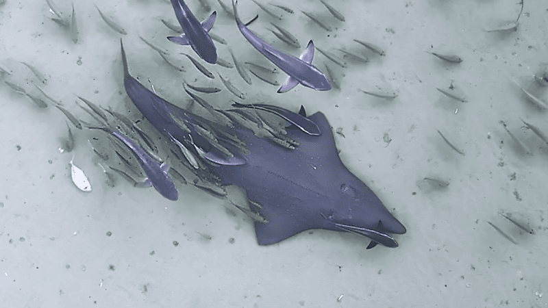 A wedgefish swims in shallow waters with a group of other smaller fish trailing behind.