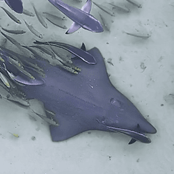 A wedgefish swims in shallow waters with a group of other smaller fish trailing behind.