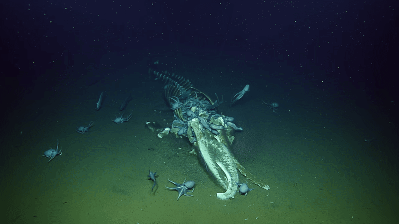 Octopus, eel-like fish, and bone-sucking worms flocked towards the relatively fresh whale carcass. 