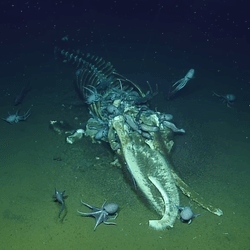 Octopus, eel-like fish, and bone-sucking worms flocked towards the relatively fresh whale carcass. 