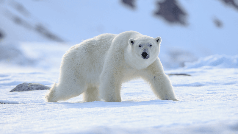 a polar bear on the snow, its fur looks white, but it isn't