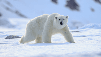a polar bear on the snow, its fur looks white, but it isn't