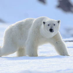 a polar bear on the snow, its fur looks white, but it isn't