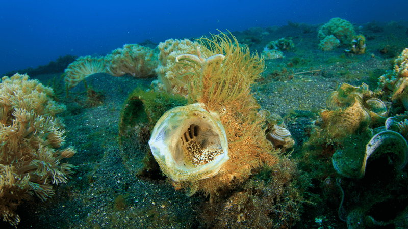 A hairy frogfish cracking out a yawn on the seabed