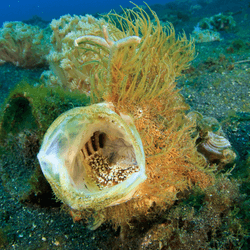 A hairy frogfish cracking out a yawn on the seabed
